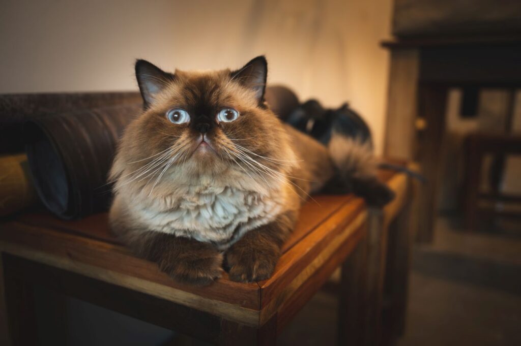 Rasy kotów domowych – czym się wyróżniają? 2 Rasy kotow domowych – czym sie wyrozniaja